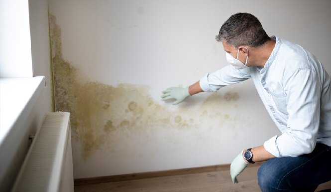 Find Out Why Your Building Needs Regular Mold Inspection