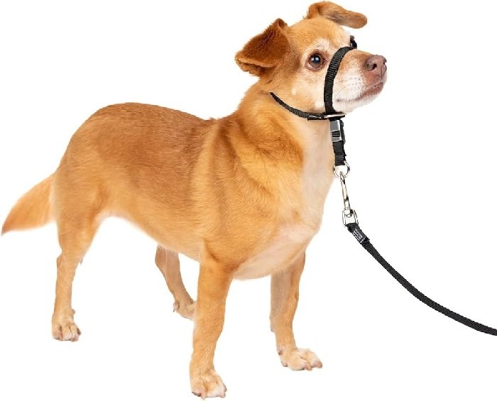 The Best Dog Accessories for Active Pets: From Collars to Training Aids