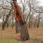 What are the 'zombie trees' that can harm?