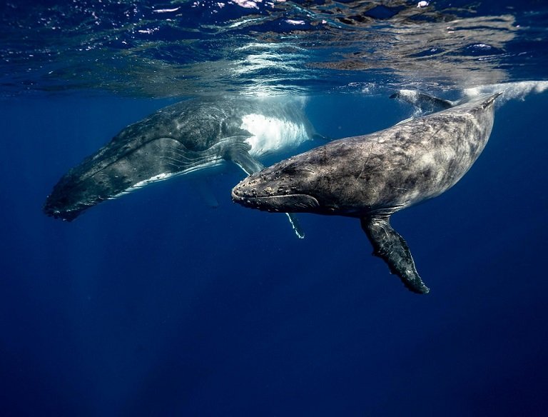 The Majestic Giants: Understanding Whale Behavior During Watching Tours