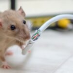 Hemet’s Rodent Problem: Causes, Prevention, And When To Call A Pro